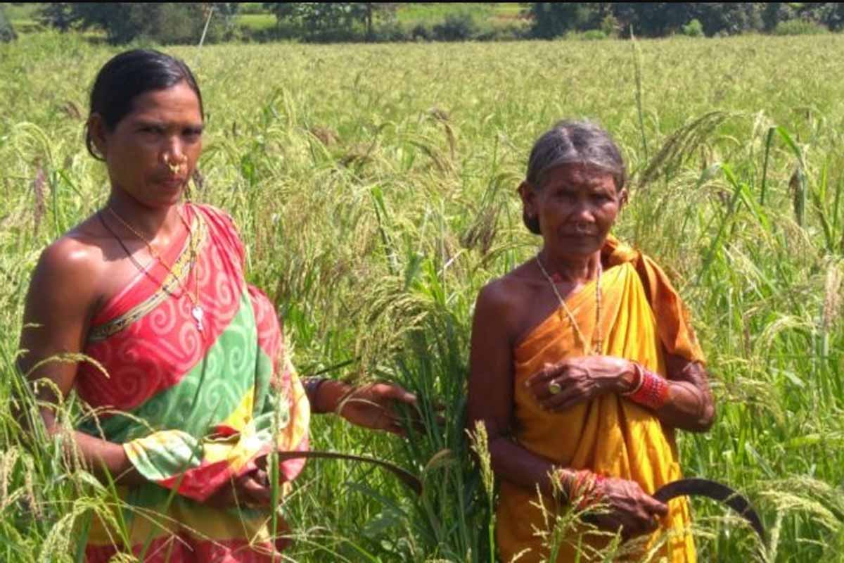 RAHI supporting 5 FPOs in Odisha to create end-to-end value chain for millet farmers