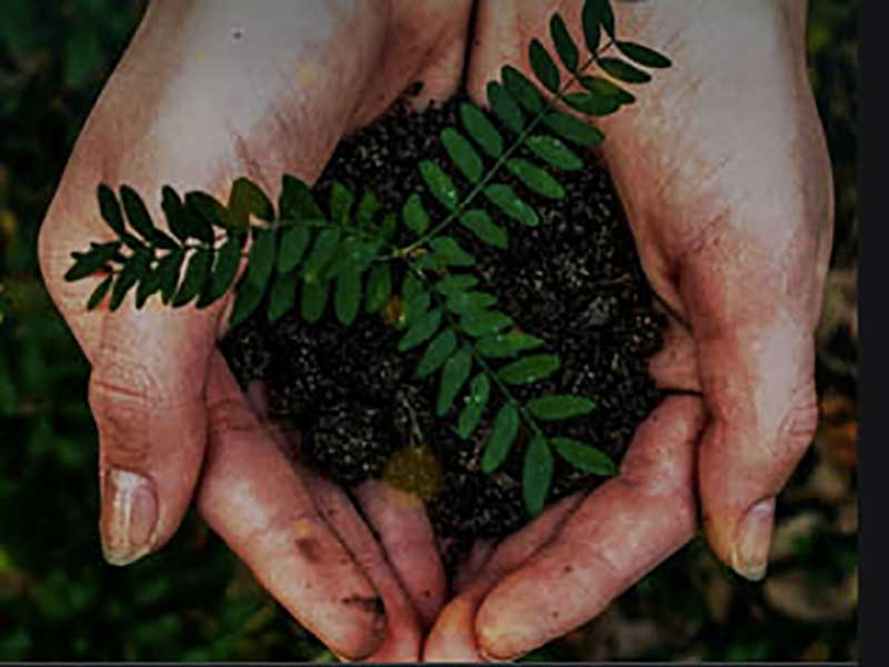 Bosch partners with Forests to plant 25K saplings in three cities