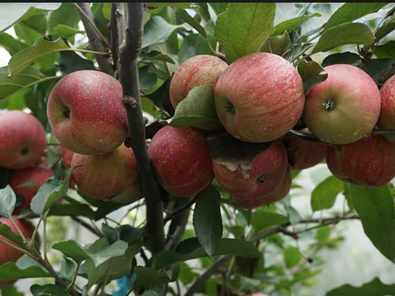 Coca Cola’s CSR initiative in high density farming can make India self-sufficient in apple production