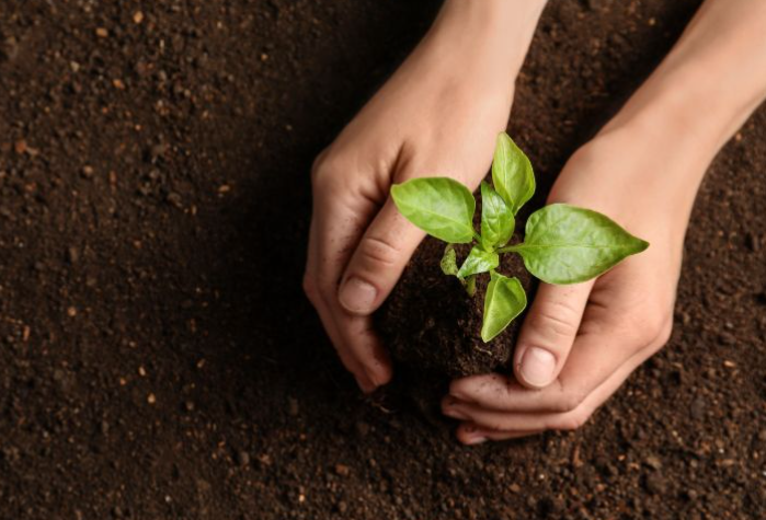 PepsiCo Foundation organizes tree plantation drive in Mathura