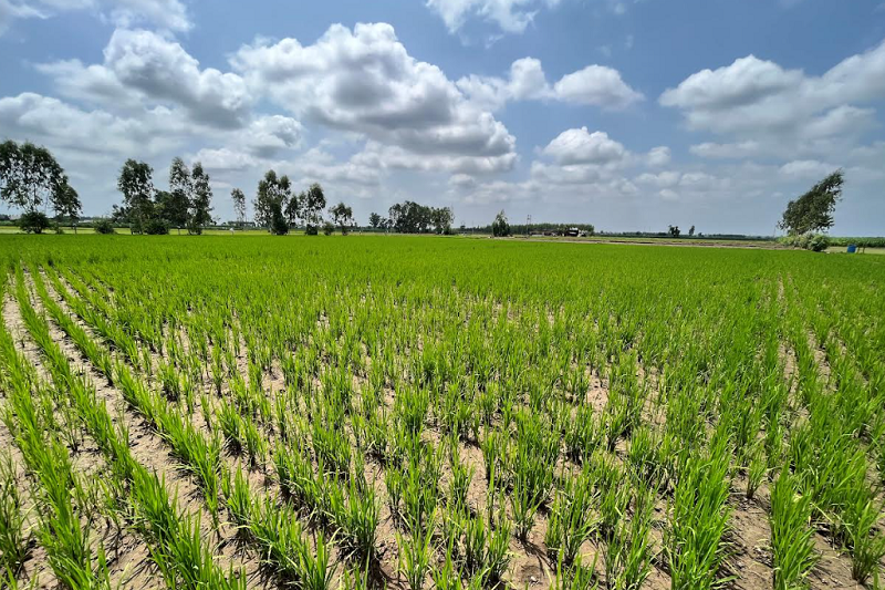 Bayer, GenZero and Shell collaborate to reduce methane emissions in rice cultivation