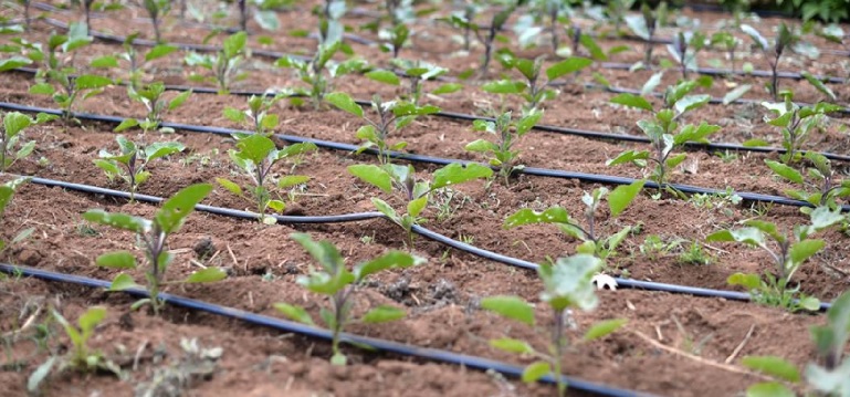 USD 2 mln Rotary project to boost farmers’ income, fight climate woes