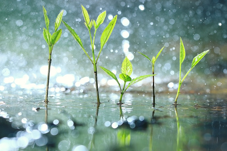 Tech adoption, rainwater harvesting key for water security: food and beverages sector